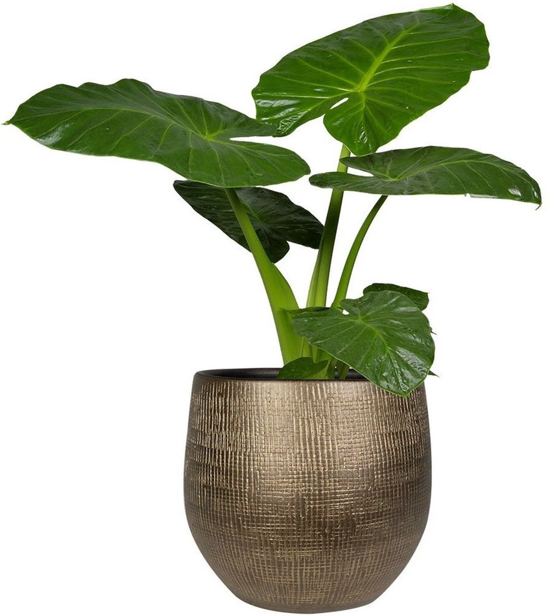 Steege Plantenpot - Modern Design - Goudkleurig - 32 X 36 Cm - Bloempot 2 Steege Plantenpot - Modern Design - Goudkleurig - 32 X 36 Cm - Bloempot - Afbeelding 2