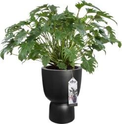 Elho Pure Coupe 41 - Bloempot Voor Binnen & Buiten - Ø 41.3 X H 57.9 Cm - Zwart/Zwart 26 Elho Pure Coupe 41 - Bloempot Voor Binnen & Buiten - Ø 41.3 X H 57.9 Cm - Zwart/Zwart -Tuinwinkel 1181x1200 1