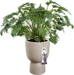Elho Pure Coupe 41 - Bloempot Voor Binnen & Buiten - Ø 41.3 X H 57.9 Cm - Beige/Balanced Beige -Tuinwinkel 1181x1200 3