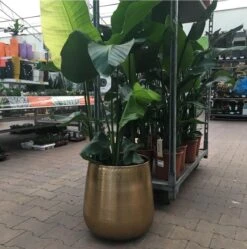 Gina Da Bloempot Karakter Goud - XL -Tuinwinkel 1191x1200 2