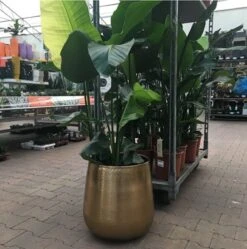 Merkloos Bloempot Karakter Goud - L -Tuinwinkel 1191x1200 3