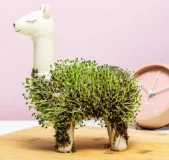 Gift Republic Lama Bloempot Met Zaadjes -Tuinwinkel 1200x1137