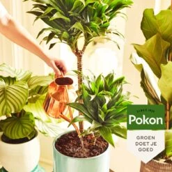 Pokon Groene Planten Voedingsstaafjes - 24st - Plantenvoeding - Meststofstaafjes -Tuinwinkel 1200x1200 445