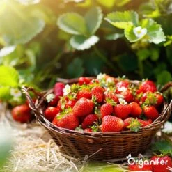 Lavagruis Uit Eifel Oergesteente (20Kg Voor 200m2) Grof Lavameel 0-2mm - Organifer -Tuinwinkel 1200x1200 461