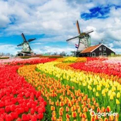 Lavagruis Uit Eifel Oergesteente (20Kg Voor 200m2) Grof Lavameel 0-2mm - Organifer -Tuinwinkel 1200x1200 462