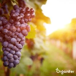 Lavagruis Uit Eifel Oergesteente (20Kg Voor 200m2) Grof Lavameel 0-2mm - Organifer -Tuinwinkel 1200x1200 463