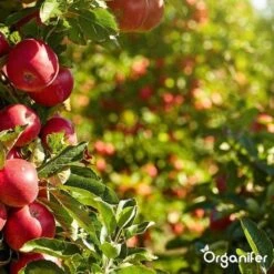 Lavagruis Uit Eifel Oergesteente (20Kg Voor 200m2) Grof Lavameel 0-2mm - Organifer -Tuinwinkel 1200x1200 468