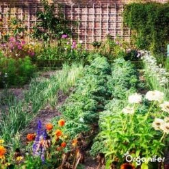 Lavagruis Uit Eifel Oergesteente (20Kg Voor 200m2) Grof Lavameel 0-2mm - Organifer -Tuinwinkel 1200x1200 472