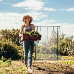 Relaxdays Tomatenkas 170 X 130 X 75 Cm - Folie Tuinkas - Grote Tomaten Kweekkas - Foliekas 15 Relaxdays Tomatenkas 170 X 130 X 75 Cm - Folie Tuinkas - Grote Tomaten Kweekkas - Foliekas -Tuinwinkel 1200x1200 659