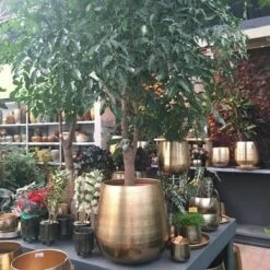 Gina Da Bloempot Karakter Goud - XL -Tuinwinkel 1200x1200 727