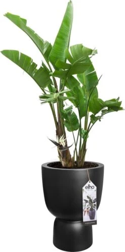 Elho Pure Coupe 41 - Bloempot Voor Binnen & Buiten - Ø 41.3 X H 57.9 Cm - Zwart/Zwart 19 Elho Pure Coupe 41 - Bloempot Voor Binnen & Buiten - Ø 41.3 X H 57.9 Cm - Zwart/Zwart -Tuinwinkel 595x1200 3