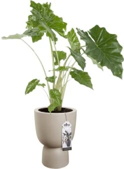 Elho Pure Coupe 35 - Bloempot Voor Binnen & Buiten - Ø 34.9 X H 49.0 Cm - Beige/Balanced Beige 33 Elho Pure Coupe 35 - Bloempot Voor Binnen & Buiten - Ø 34.9 X H 49.0 Cm - Beige/Balanced Beige -Tuinwinkel 880x1200 1