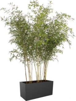 Elho Vivo Matt Finish Lang Wielen 90 - Grote Staande Plantenbak Voor Binnen & Buiten - Gemaakt Van Gereycled Plastic - L 39 X W 88 X H 41 Cm - Zwart 15 Elho Vivo Matt Finish Lang Wielen 90 - Grote Staande Plantenbak Voor Binnen & Buiten - Gemaakt Van Gereycled Plastic - L 39 X W 88 X H 41 Cm - Zwart -Tuinwinkel 911x1200 1